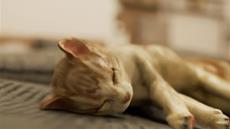 Escape Game Die Katze war im Schlafzimmer